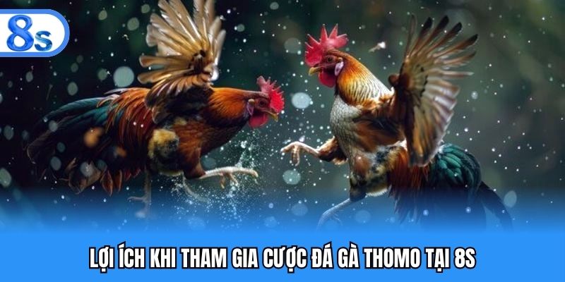 Những lợi ích khi đặt cược đá gà Thomo tại nhà cái 8S