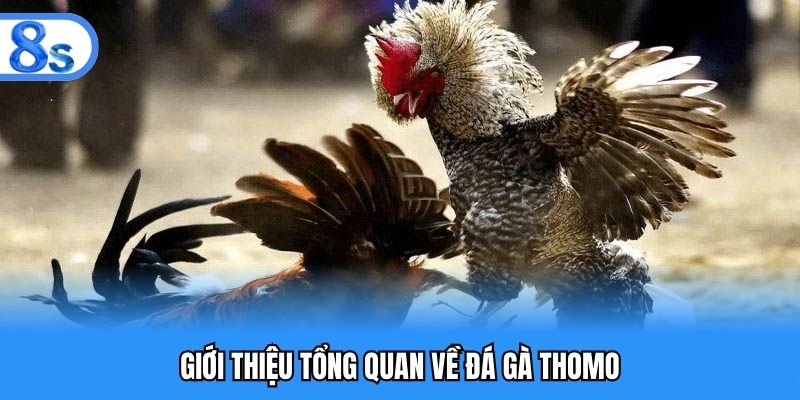 Tìm hiểu về game cá cược đá gà Thomo tại 8S
