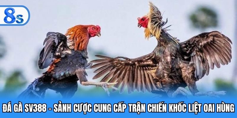 Đá gà sv388