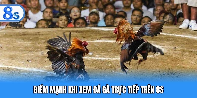 Điểm mạnh khi xem đá gà trực tiếp trên 8S