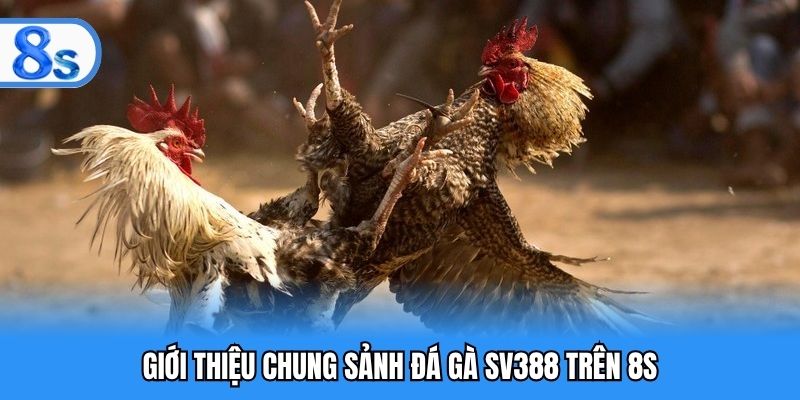 Giới thiệu chung sảnh đá gà SV388 trên 8S