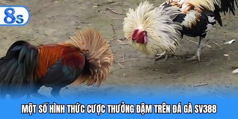 Một số hình thức cược thưởng đậm trên đá gà SV388