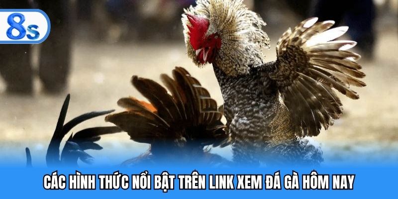 Các hình thức nổi bật trên link xem đá gà hôm nay