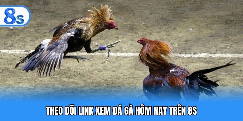 Theo dõi link xem đá gà hôm nay trên 8S