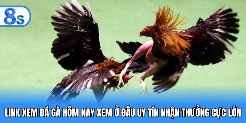 link xem đá gà hôm nay