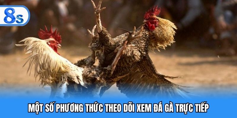 Một số phương thức theo dõi xem đá gà trực tiếp