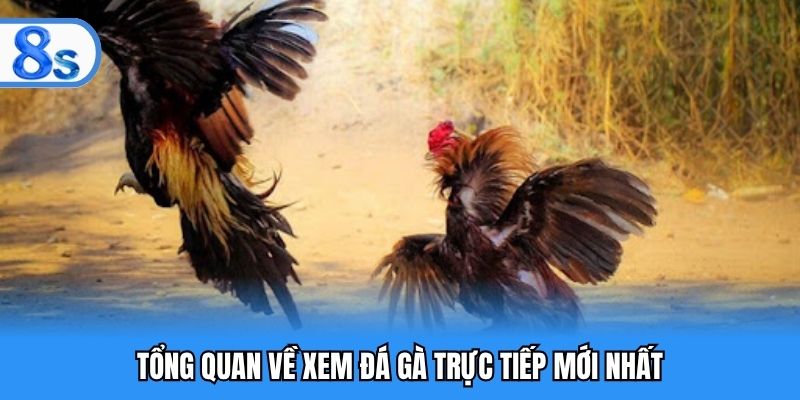 Tổng quan về xem đá gà trực tiếp mới nhất