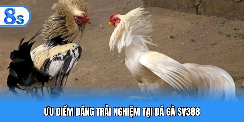Ưu điểm ghi điểm vượt trội của đá gà SV388