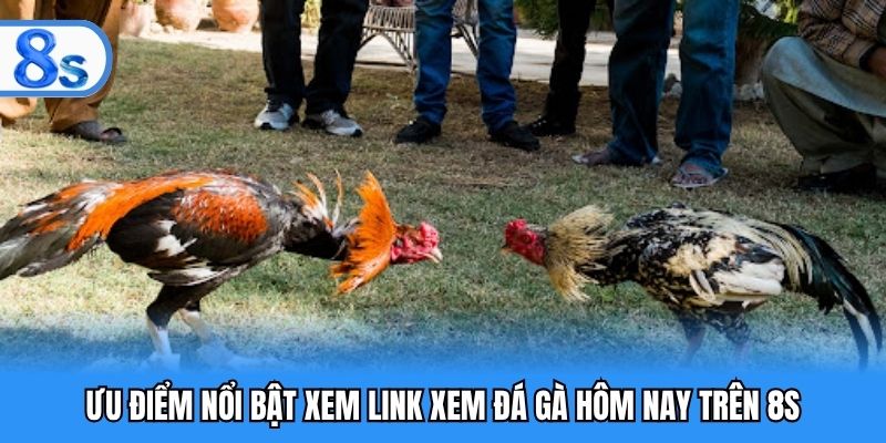 Ưu điểm nổi bật xem link xem đá gà hôm nay trên 8S