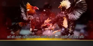 Đá Gà AOG - Đấu Trường Khốc Liệt Cho Chiến Kê Xuất Sắc