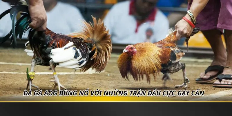 Sân chơi kịch tính nơi tốc độ quyết định chiến thắng