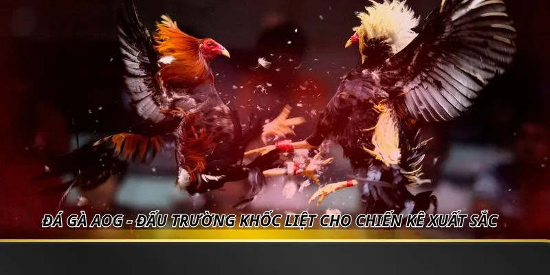 Đá Gà AOG - Đấu Trường Khốc Liệt Cho Chiến Kê Xuất Sắc